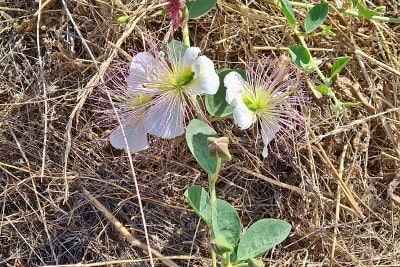 Biodiverzita na farmě Nobleza del Sur